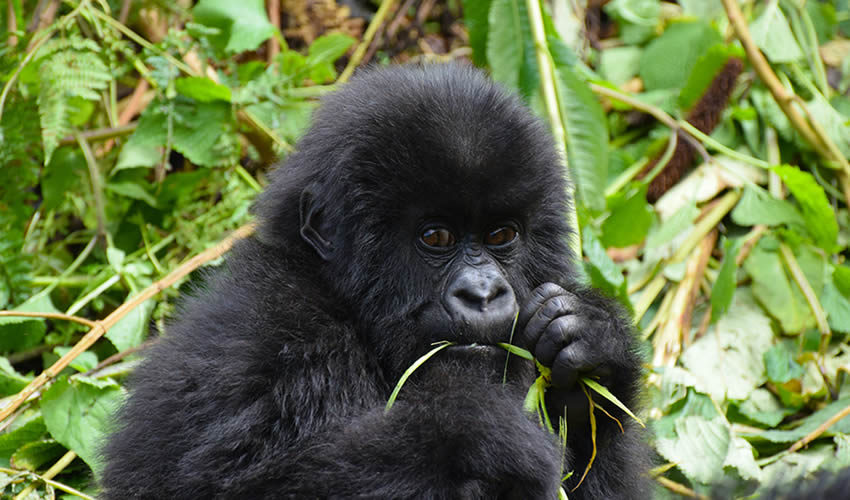 Luxury Gorilla Trekking Safaris In Uganda.