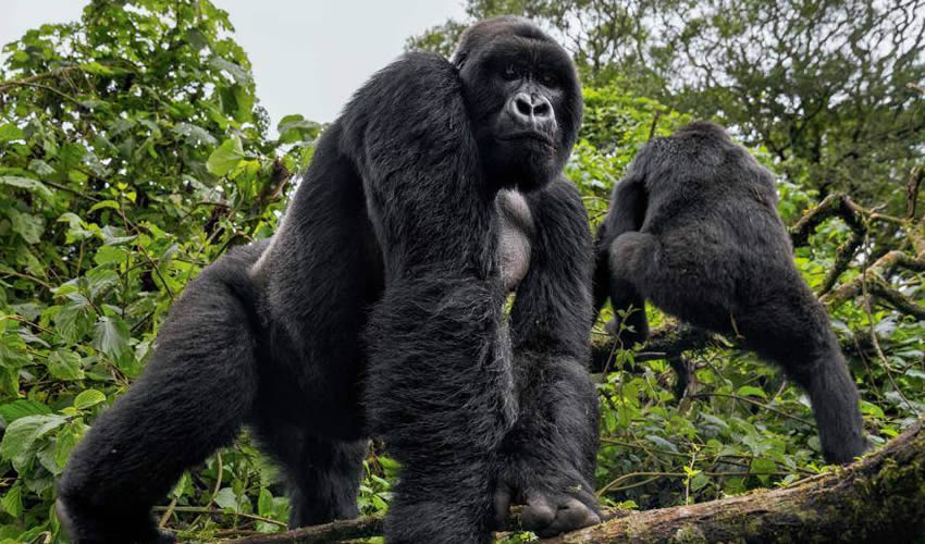 Rwanda Mountain Gorilla Tour