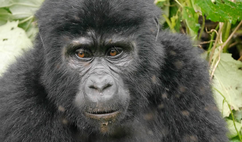 Uganda Mountain Gorilla Tour