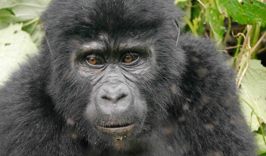 11 Days Gorilla Trekking and Wildlife Safari