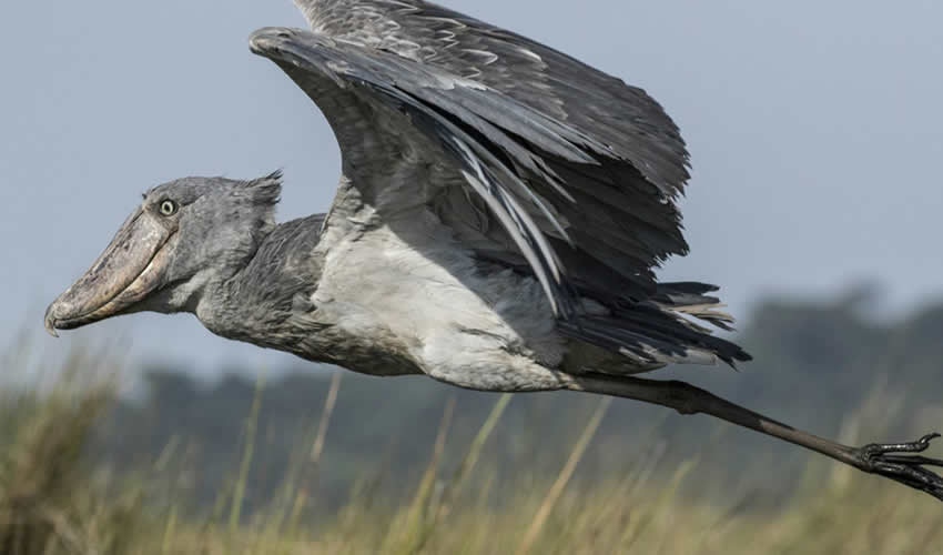 shoebill stork at mabamba