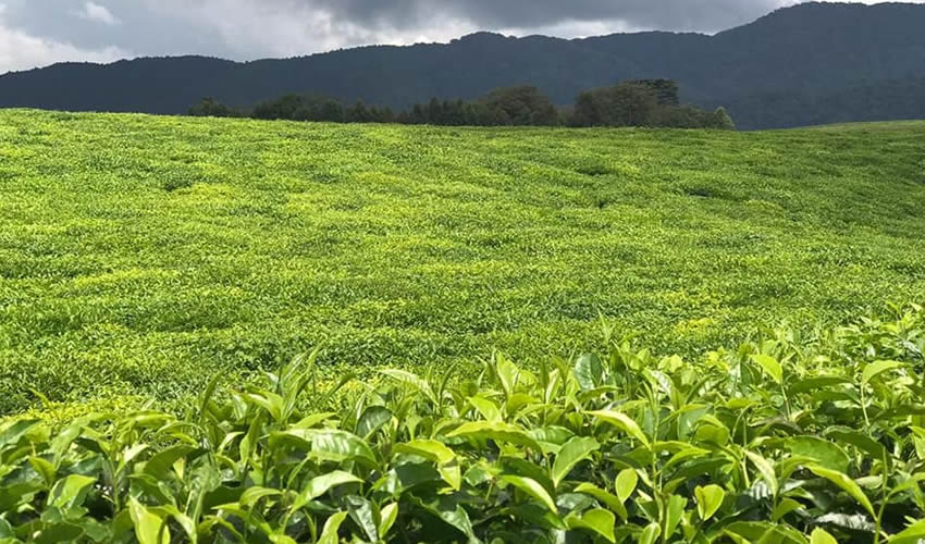 tea plantation tour rwanda
