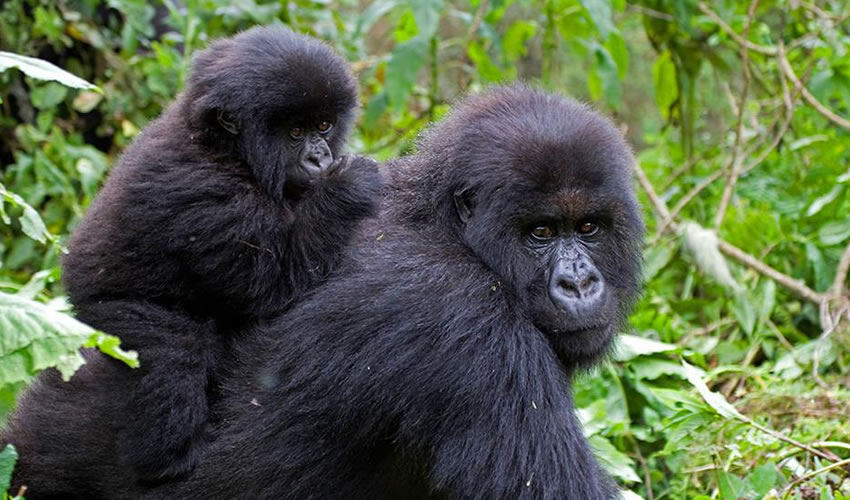 4 Day Uganda Gorilla Trekking Adventure Safari