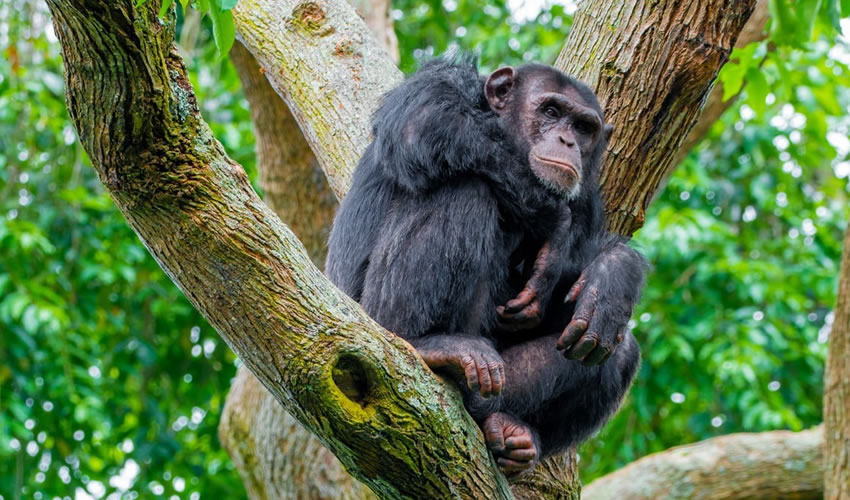 Chimpanzee Habituation Experience in Kibale National Park
