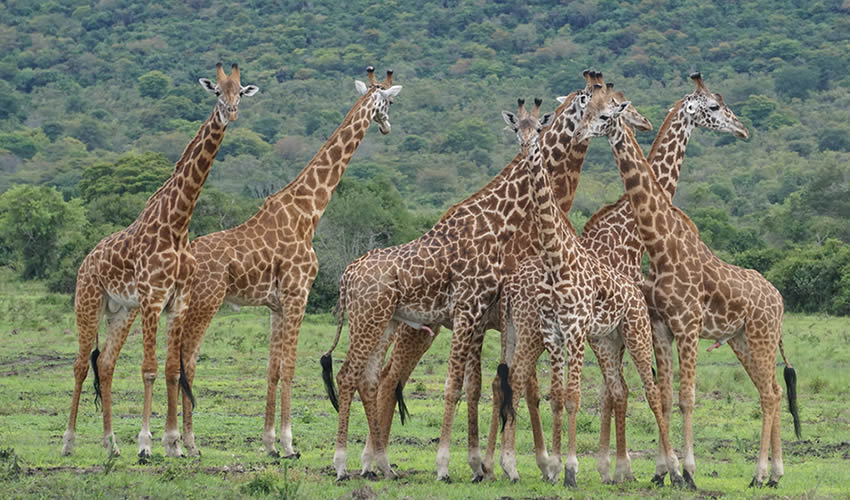 Wildlife in Akagera National Park