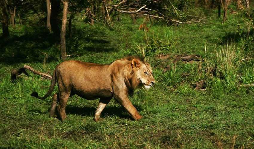 Lion in Akagera National Park