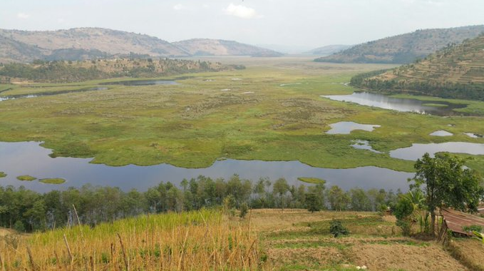 Rugezi Swamp in Rwanda