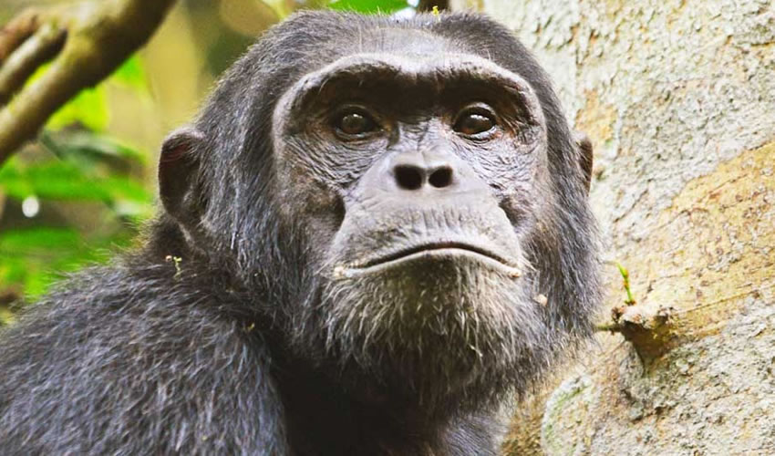 3 Days Uganda Chimpanzee Trekking Safari