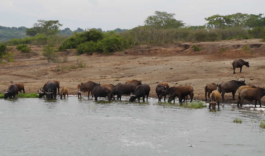 wildlife at kazinga channel