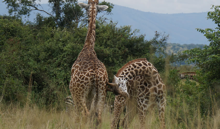 giraffes in Akagera National Park
