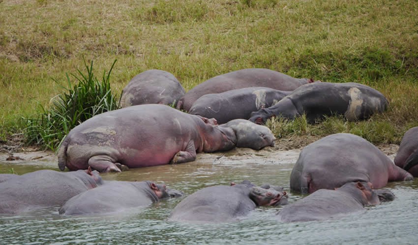 hippos seen at kazinga channel