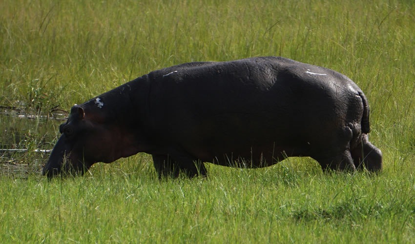 hippos in Akagera Park