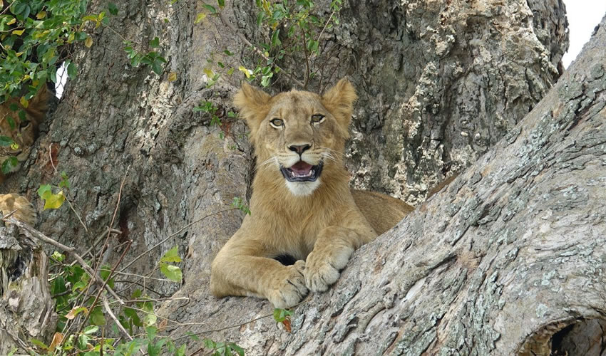 Ishasha Tree Climbing Lions In Queen Elizabeth National Park