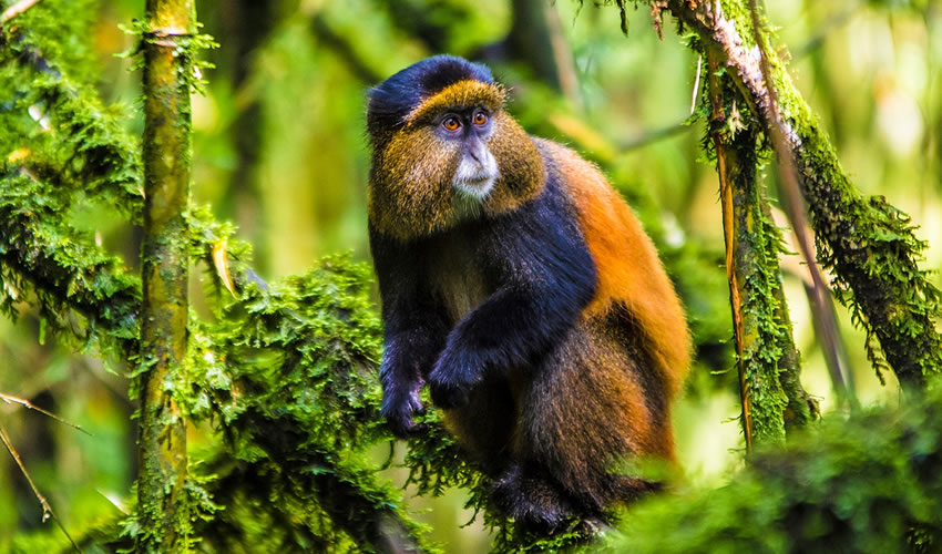 Golden Monkey Trekking in Mgahinga National Park