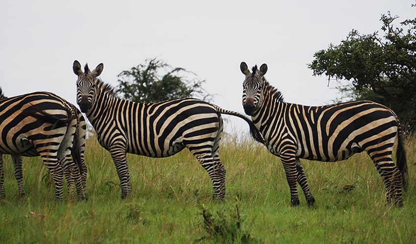 zebras spotted in Akagera