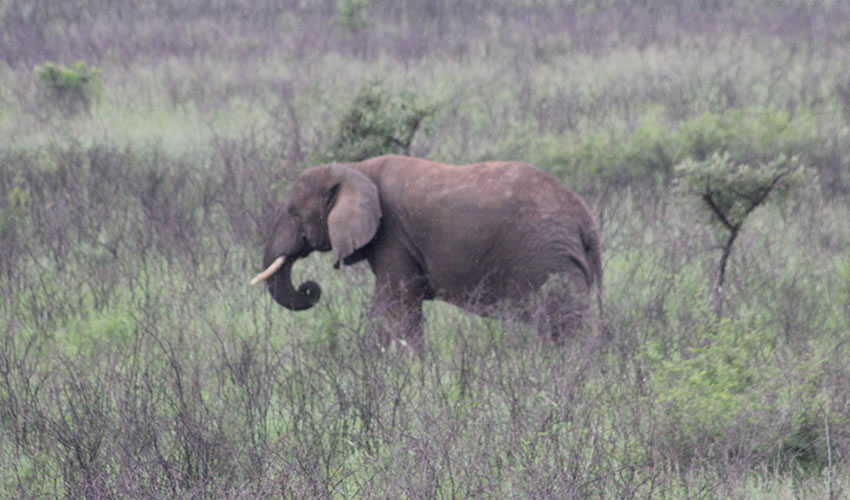 elephant in akagera national park