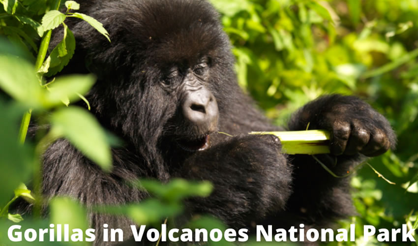 Gorillas in Volcanoes National Park