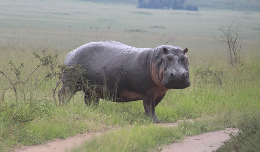 hippo in akagera