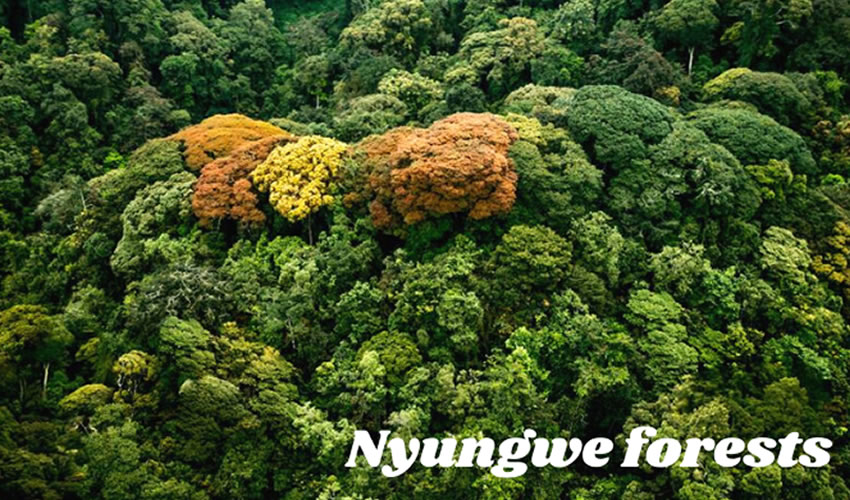 Helicopter Transfers in Nyungwe Forest