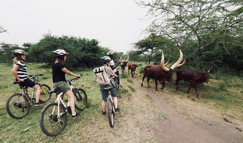Cycling Safari in Lake Mburo National Park