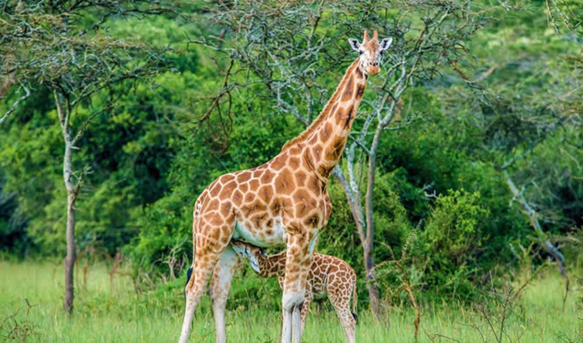 Day and Night Game Drives in Lake Mburo National Park