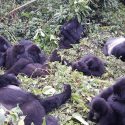 Gorilla Families In Rwanda’s Volcanoes National Park