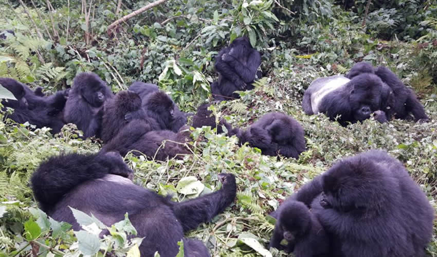 Gorilla Families In Rwanda’s Volcanoes National Park