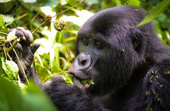 Tracking Mountain Gorillas in East Africa