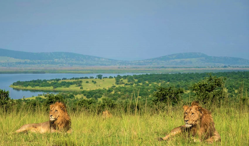 lions spotted in Akagera National Park