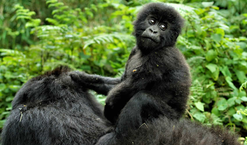 Comparing Gorilla Trekking In Rwanda And Uganda.