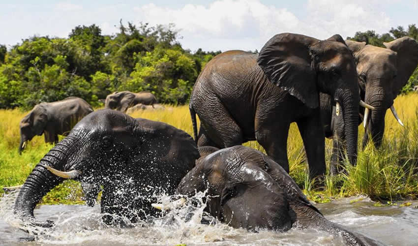 10 Uganda Safari Activities You Should Experience