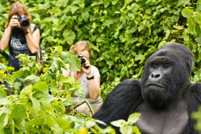 Comparing Gorilla Trekking in Rwanda and Uganda