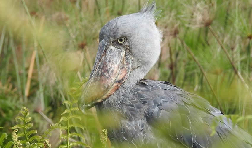 birding in Uganda