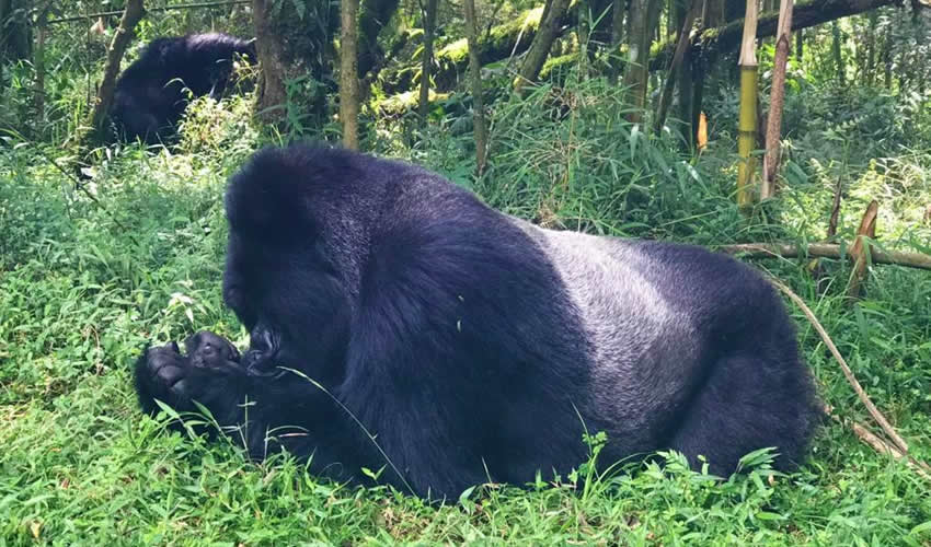 silverback gorilla relaxing