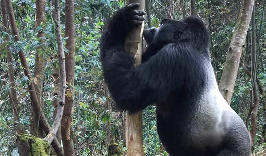 Gorilla Conservation Efforts And Programs