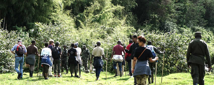 Gorilla Trekking Group Tours In Rwanda And Uganda