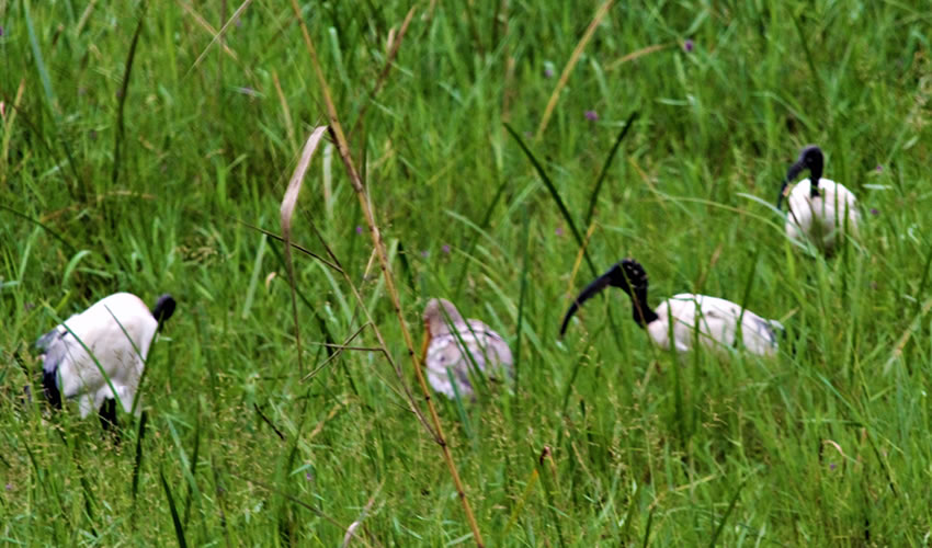 Rwanda birding spots