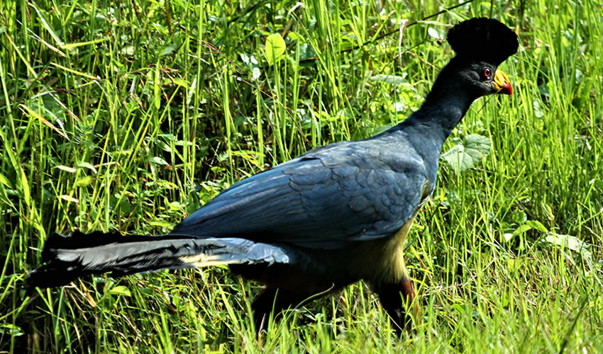 5 Best Bird Watching Spots in Rwanda