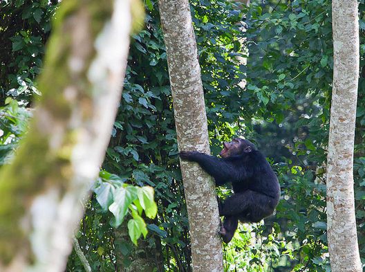 Best time to trek chimpanzees in Nyungwe Forest National Park