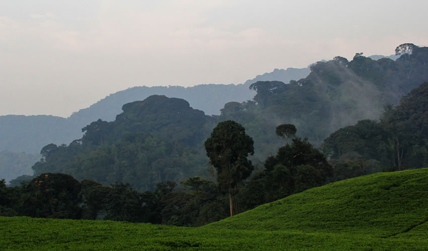 Best Time To Trek Chimpanzees In Nyungwe Forest National Park