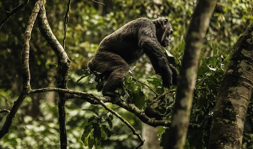 chimpanzee tracking in Nyungwe