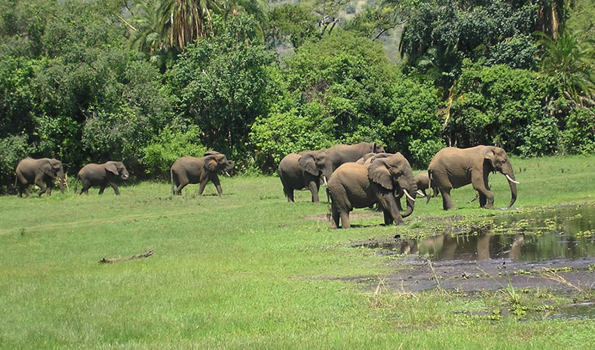 elephants in akagera national park