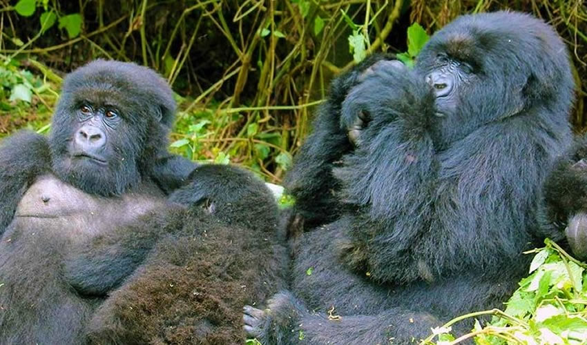 gorillas in volcanoes national park