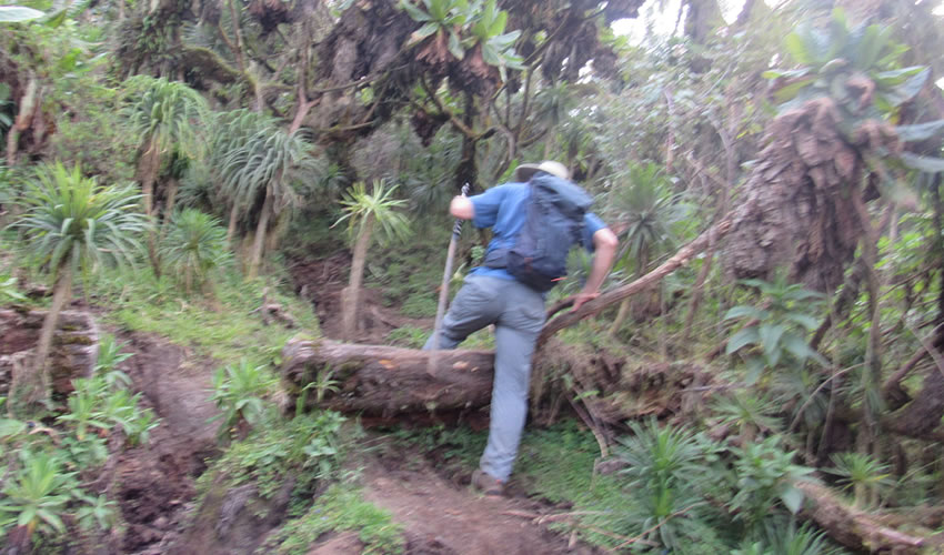 fitness level to hike mount karisimbi