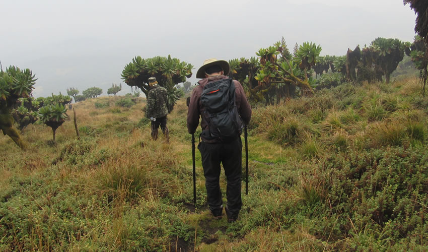 Hiking Guide to Mount Karisimbi Rwanda