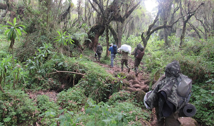 porters for hiking karisimbi