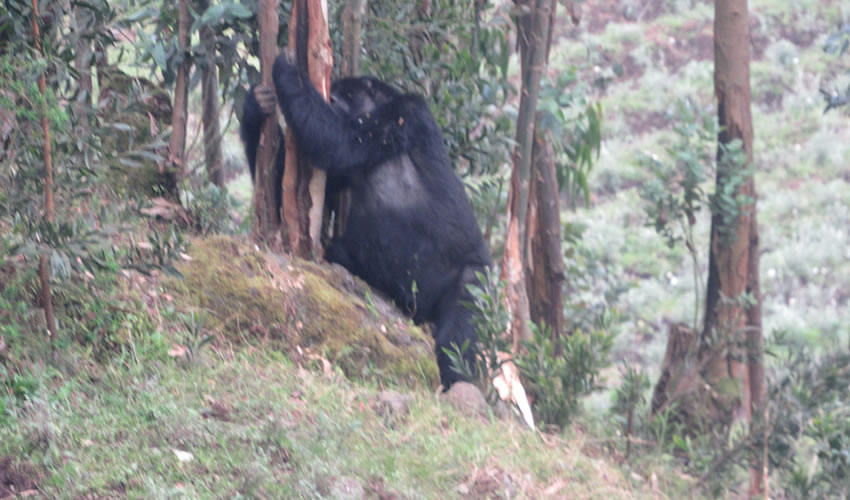 gorillas might be spotted