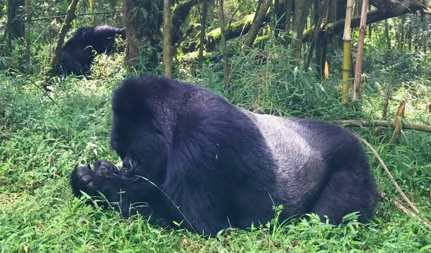 Rwanda Safari Tour