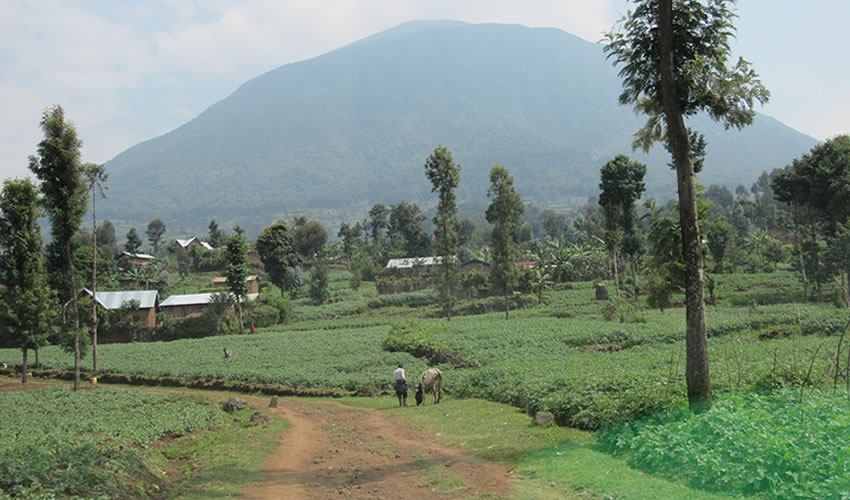 Hiking Guide to Mount Karisimbi Rwanda
