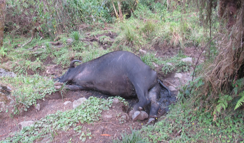 wildlife in Karisimbi